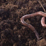 How To Find Earthworms Anywhere