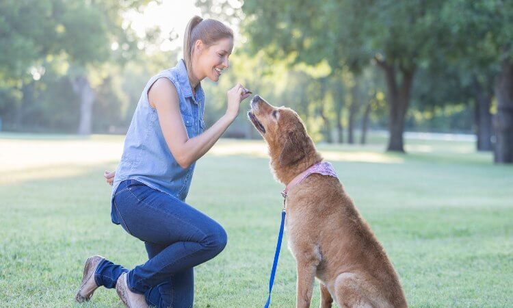 Positive Dog Training - How to Start